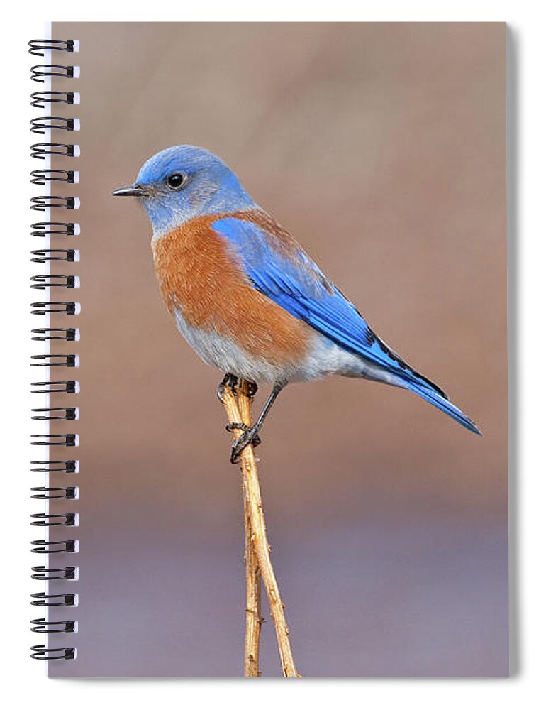 Adult Spiral Notebook featuring the photograph Male Western Bluebird Perched on a Stalk by Jeff Goulden