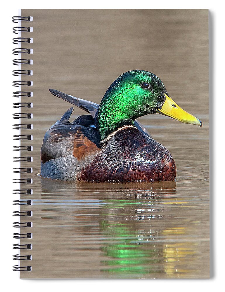 Nature Spiral Notebook featuring the photograph Mallard Drake DWF0172 by Gerry Gantt