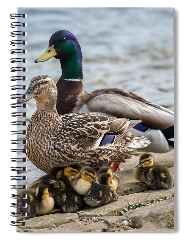 Mallard Spiral Notebook featuring the photograph Mallard Duck Family by Holden The Moment