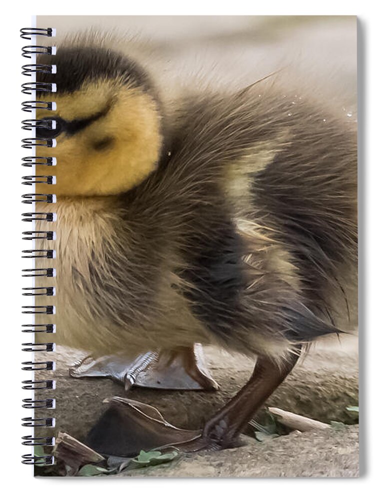 Mallard Spiral Notebook featuring the photograph Mallard Duckling by Holden The Moment
