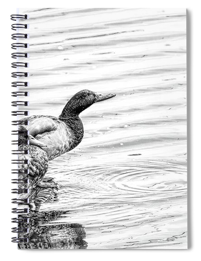 Digital Art Spiral Notebook featuring the photograph Mallard Ducks Digital Art by Sam Rino