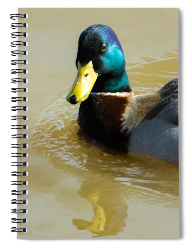 Mallard Spiral Notebook featuring the photograph Mallard on the River by Holden The Moment