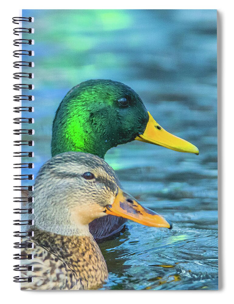 20170128 Spiral Notebook featuring the photograph Mallard Profile Pair by Jeff at JSJ Photography