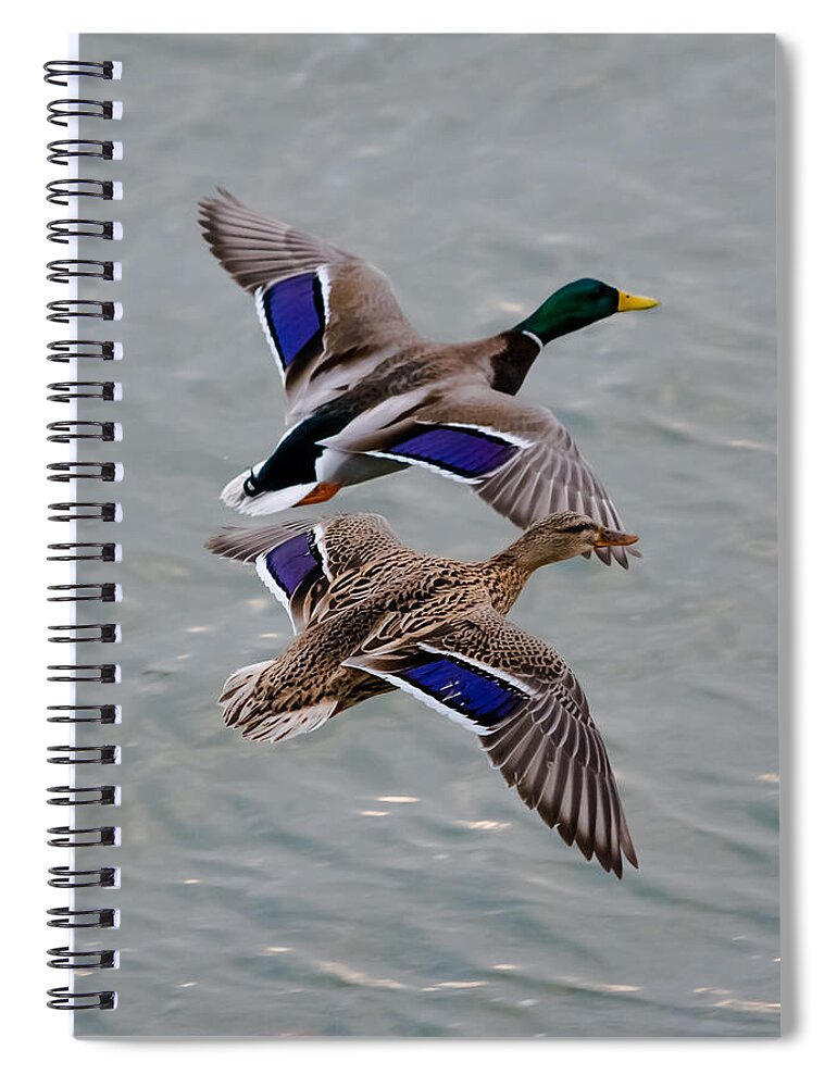 Mallards Spiral Notebook featuring the photograph Mallards in Flight by Holden The Moment