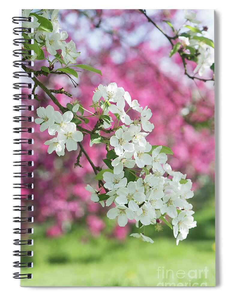 Malus Lady Northcliffe Spiral Notebook featuring the photograph Malus Lady Northcliffe Blossom by Tim Gainey