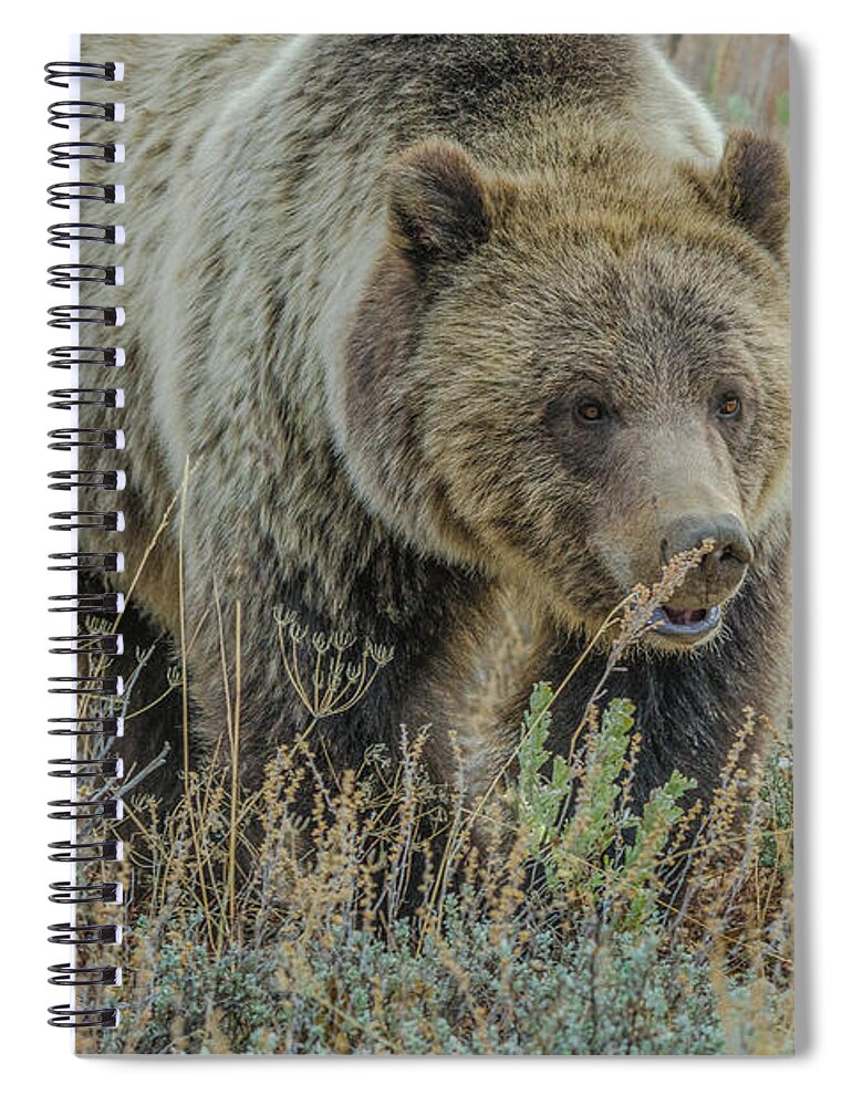 Blonde Bear Spiral Notebook featuring the photograph Mama Grizzly Blondie by Yeates Photography