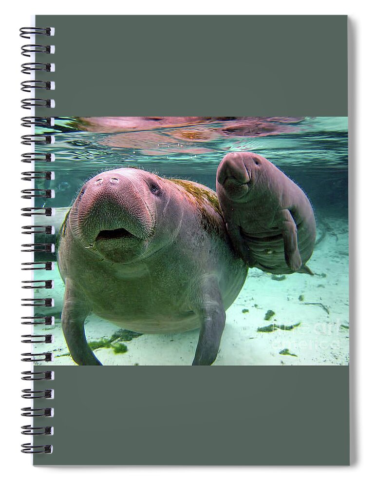 Manatee Spiral Notebook featuring the photograph Manatee Mom And Calf by D Hackett