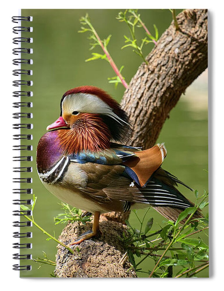 Face Mask Spiral Notebook featuring the photograph Mandarin Duck on Tree by Lucinda Walter