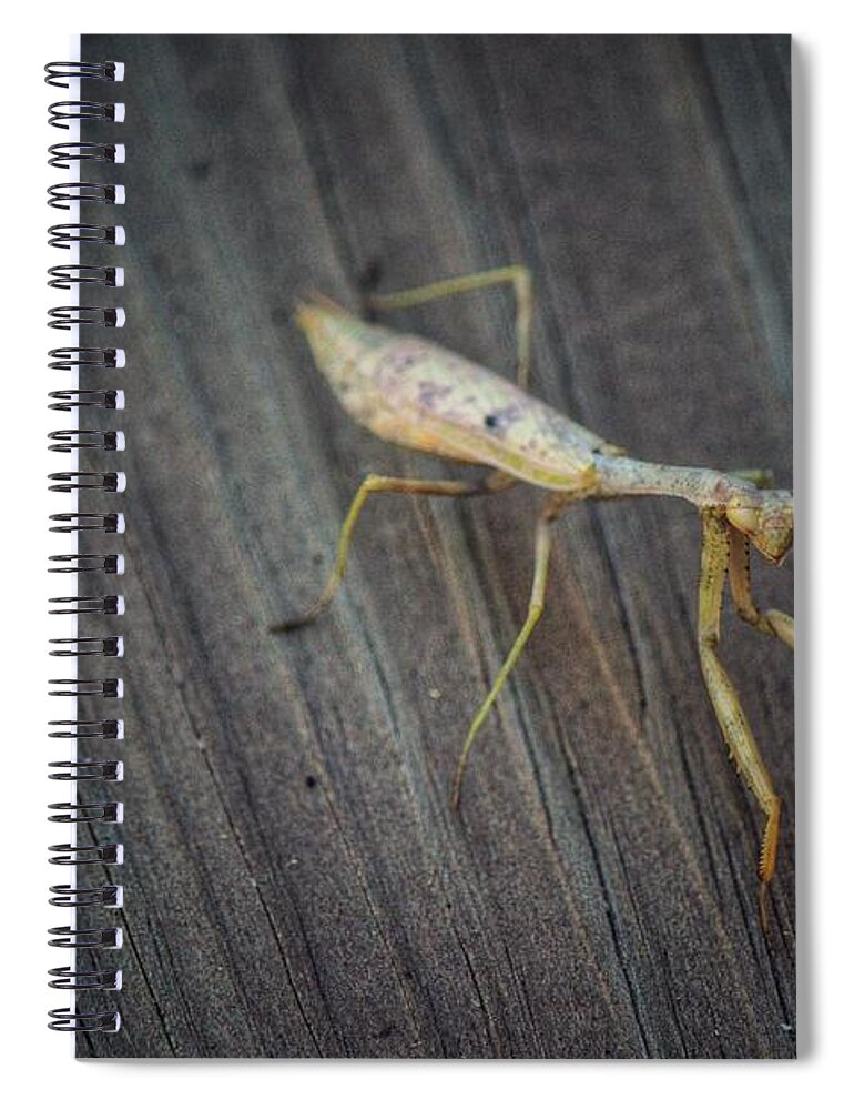 Mantis Spiral Notebook featuring the photograph Mantis by Joseph Caban