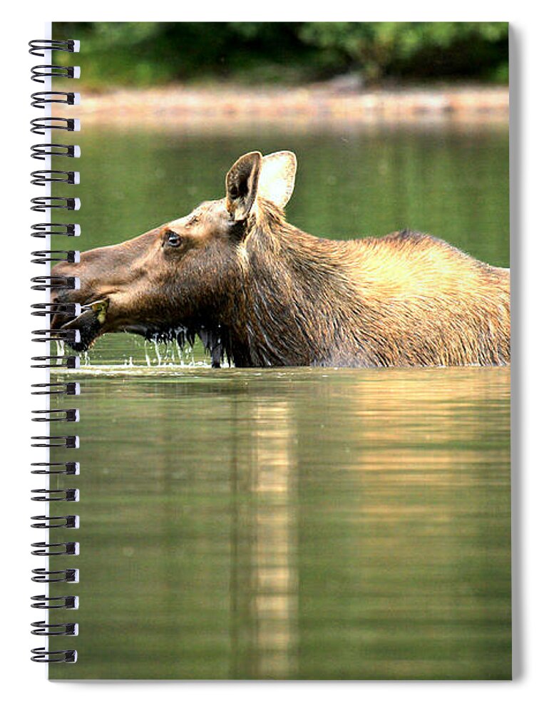  Spiral Notebook featuring the photograph Many Glacier Moose 7 by Adam Jewell