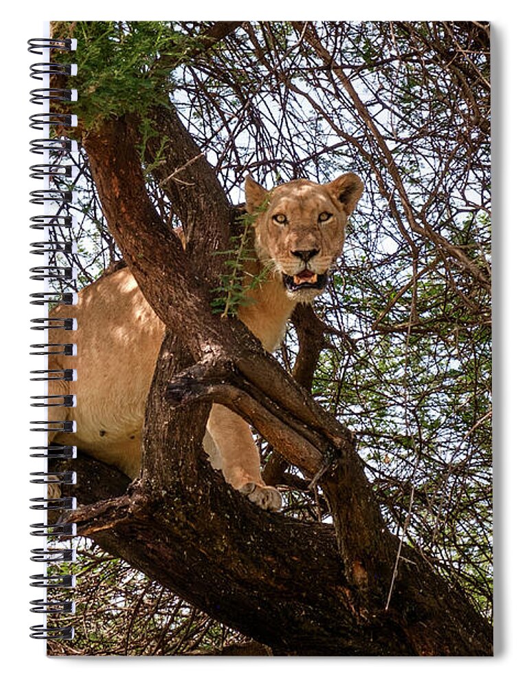 Africa Spiral Notebook featuring the photograph Manyara Tree Climbing Lion by Mary Lee Dereske