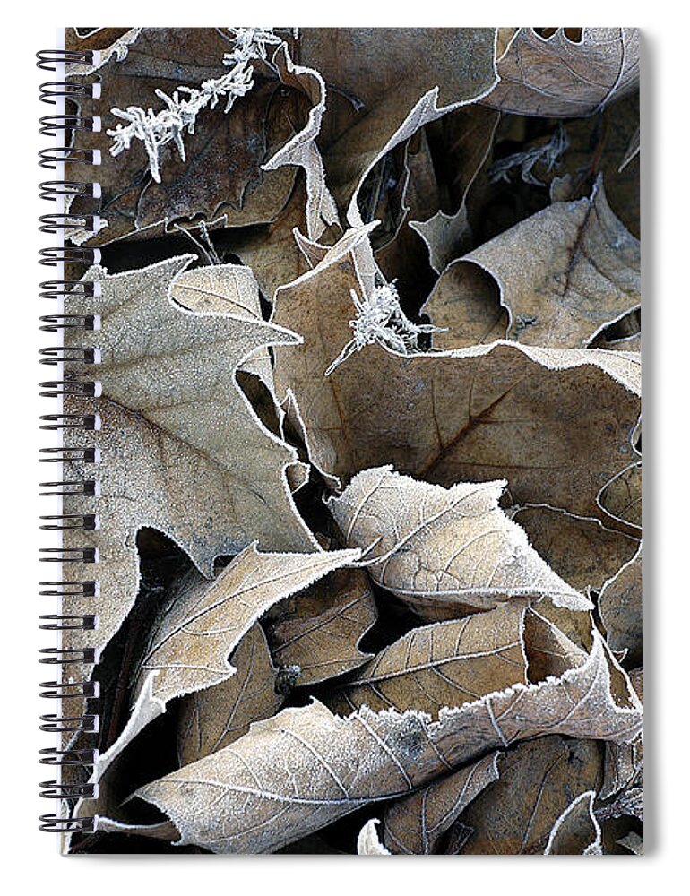 Maple Spiral Notebook featuring the photograph Maple Salad by DArcy Evans