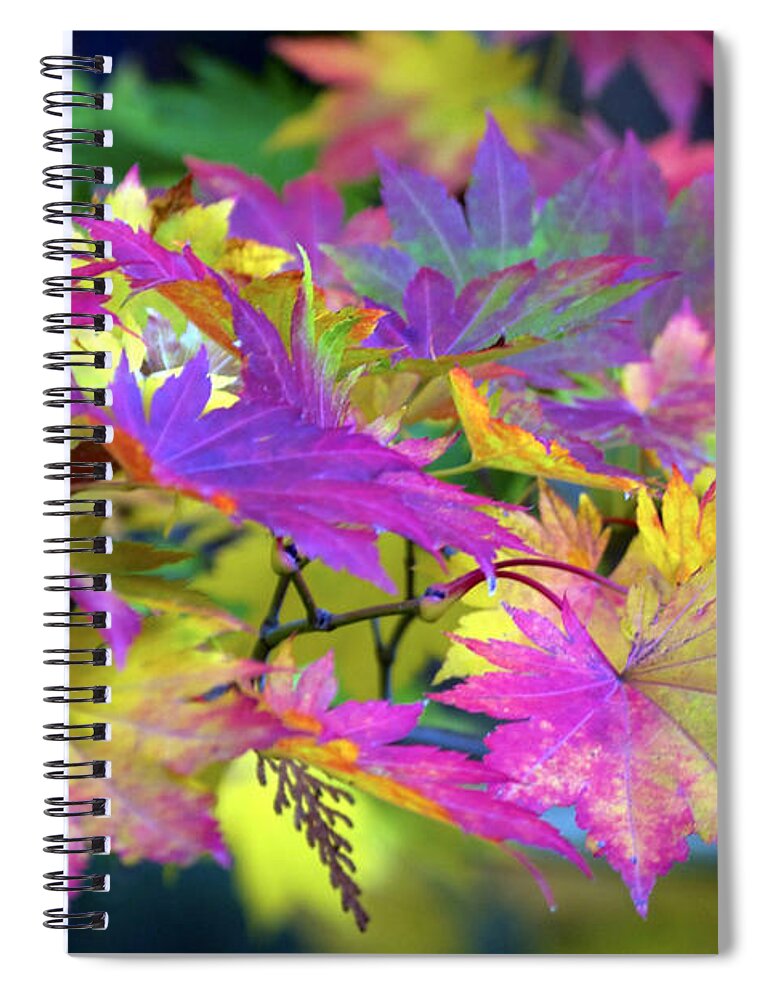 Nature Spiral Notebook featuring the photograph Maple Vibrance by Emerita Wheeling