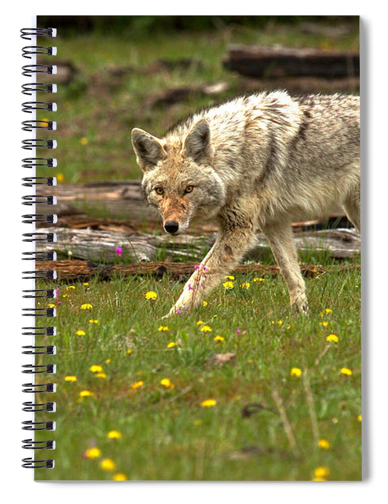 Coyote Spiral Notebook featuring the photograph Marching Among The Dandelions by Adam Jewell