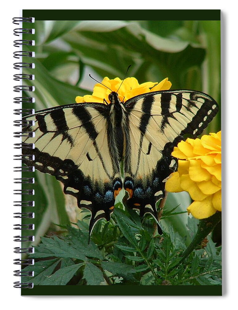 Butterfly Spiral Notebook featuring the photograph Marigold and Butterfly by Anjel B Hartwell