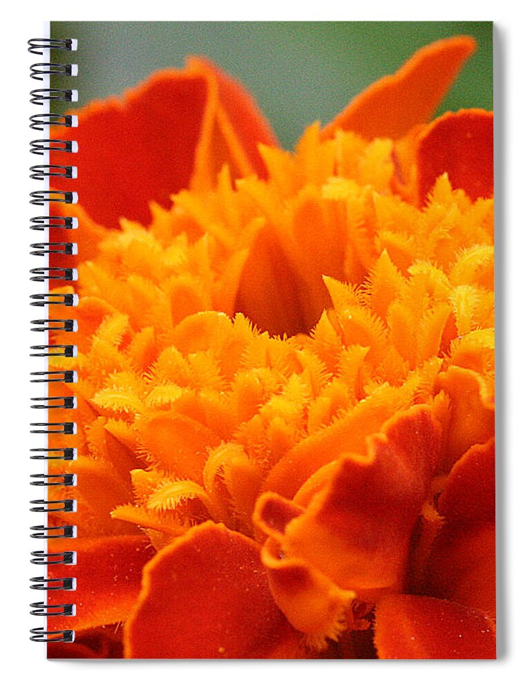 Nature Spiral Notebook featuring the photograph Marigold Center by William Selander