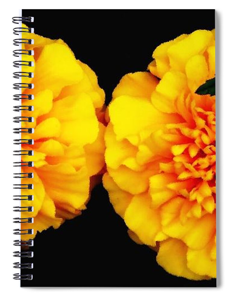 Marigolds Spiral Notebook featuring the photograph Marigolds with Oil Painting Effect by Rose Santuci-Sofranko