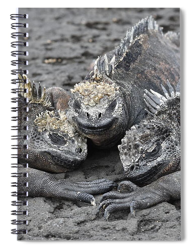 Iguana Spiral Notebook featuring the photograph Marine Iguana Rendevous by Ben Foster
