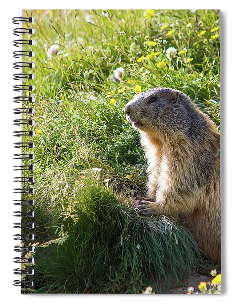 Marmot Spiral Notebook featuring the photograph Marmot by Paul MAURICE