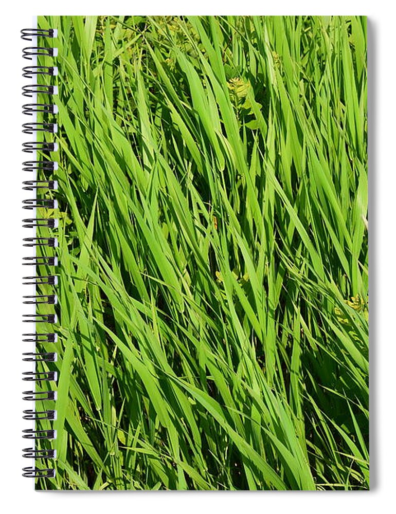 Green Spiral Notebook featuring the photograph Marsh Grasses by Barrie Stark