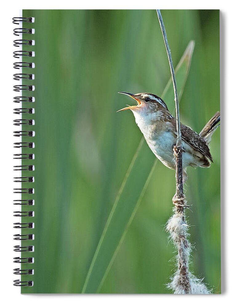Marsh Wren Spiral Notebook featuring the photograph Marsh Wren by Jim Zablotny