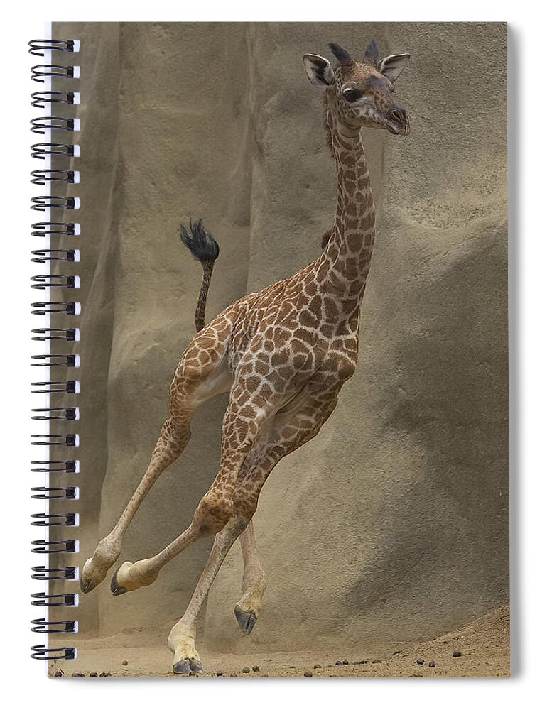 Mp Spiral Notebook featuring the photograph Masai Giraffe Giraffa Camelopardalis by San Diego Zoo