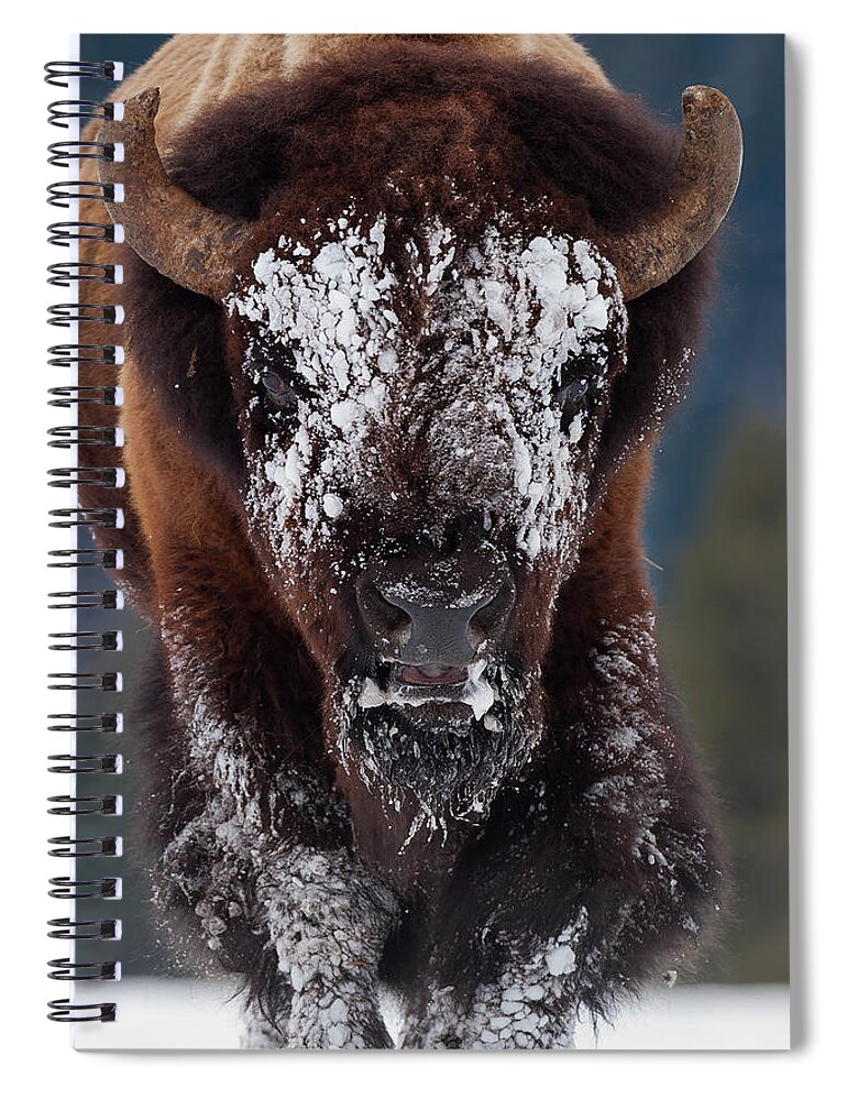 Mark Miller Photos Spiral Notebook featuring the photograph Masked Bison II by Mark Miller