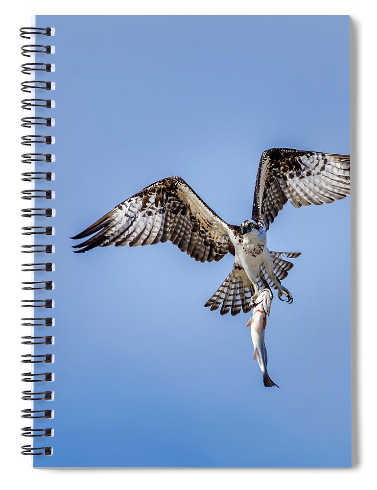 Master Of Fishing - The Osprey Spiral Notebook featuring the photograph Master of Fishing - The Osprey by Debra Martz