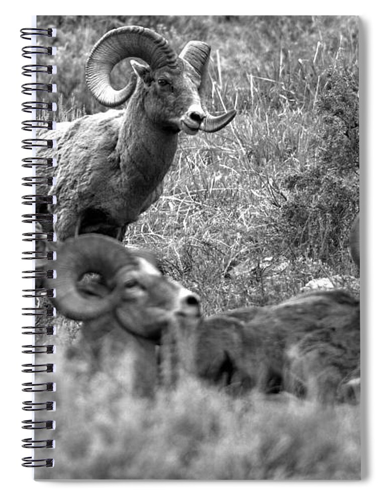 Bighorn Spiral Notebook featuring the photograph Master Of The Flock Black And White by Adam Jewell