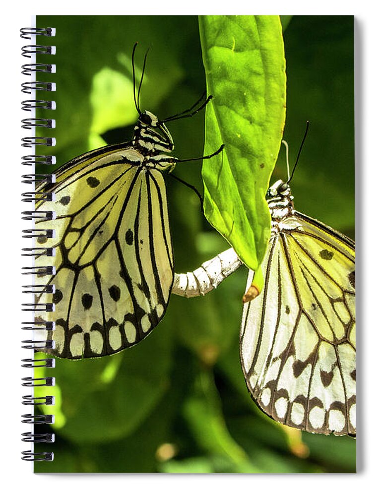 Paper Lace Spiral Notebook featuring the photograph Mating Rituals by Holly Ross