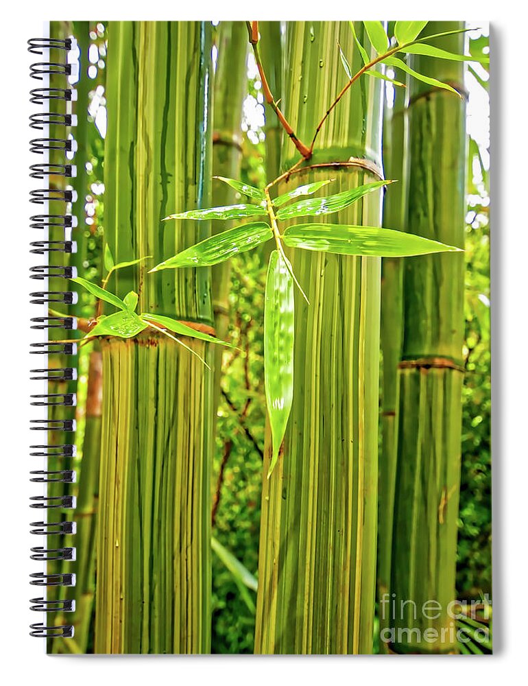 Maui Spiral Notebook featuring the photograph Maui Bamboo by Tom Jelen