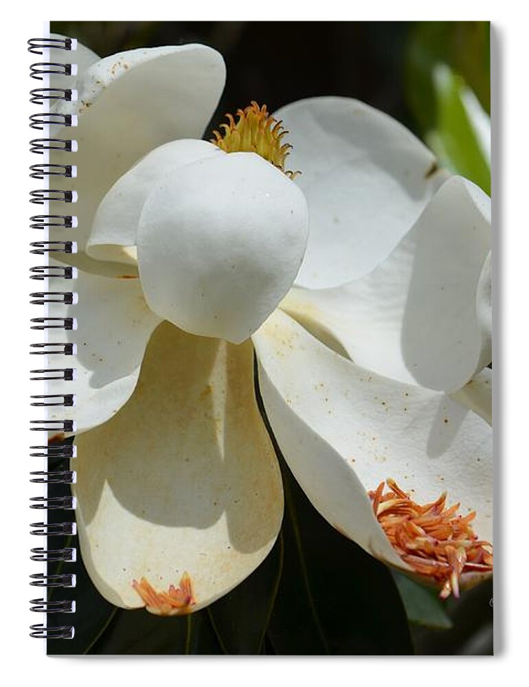 May Magnolia Spiral Notebook featuring the photograph May Magnolia by Maria Urso