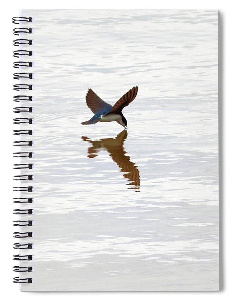 Tree Swallow Spiral Notebook featuring the photograph Me and My Shadow by Susan Rissi Tregoning