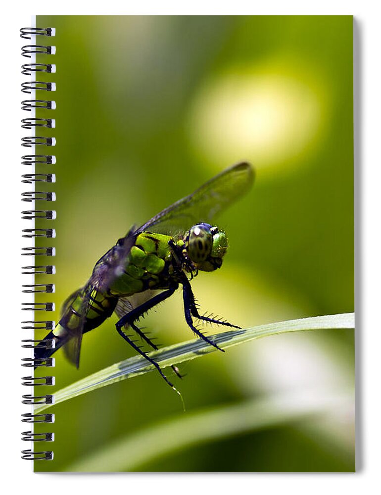 Dragonfly Spiral Notebook featuring the photograph Mean Green by Ken Frischkorn