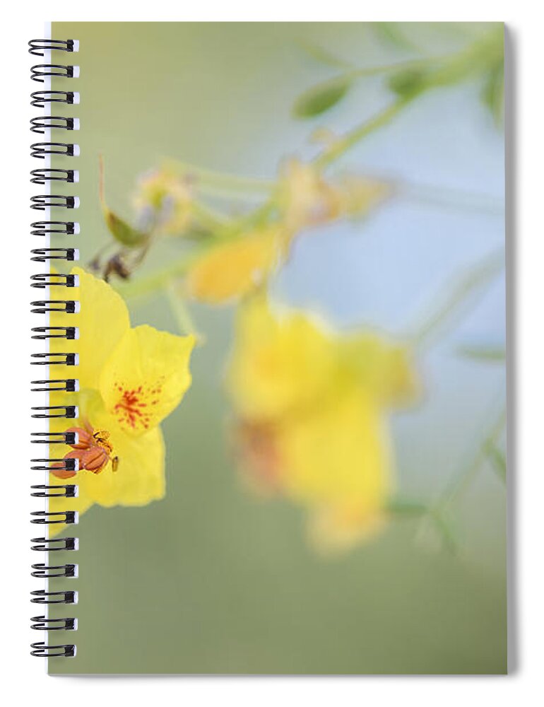 Palo Verde Spiral Notebook featuring the photograph Mellow Yellow by Tamara Becker