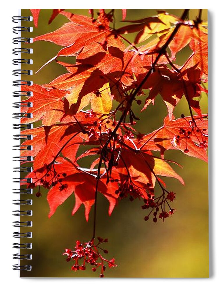 Autumn Spiral Notebook featuring the photograph Memories Of Autumn Past by Carol Montoya