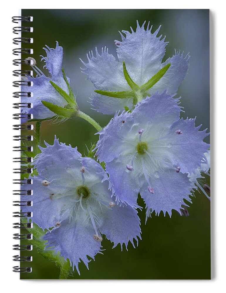 Phacelia Spiral Notebook featuring the photograph Miami Mist bloom by David Watkins