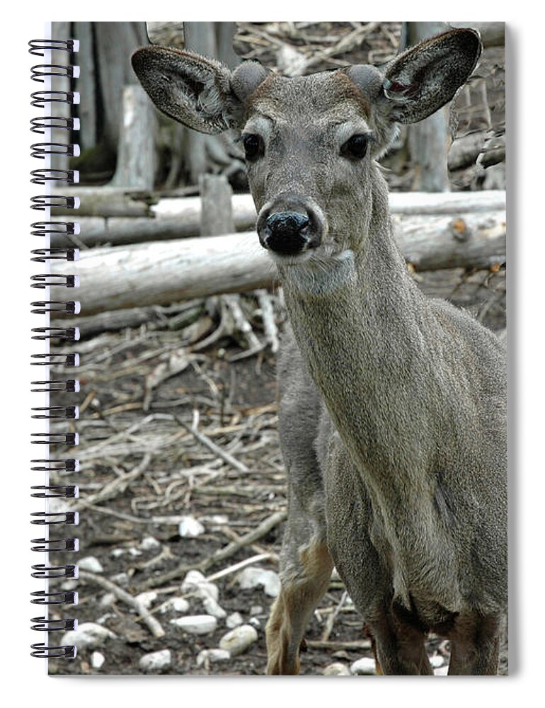 Usa Spiral Notebook featuring the photograph Michigan White Tail Deer by LeeAnn McLaneGoetz McLaneGoetzStudioLLCcom
