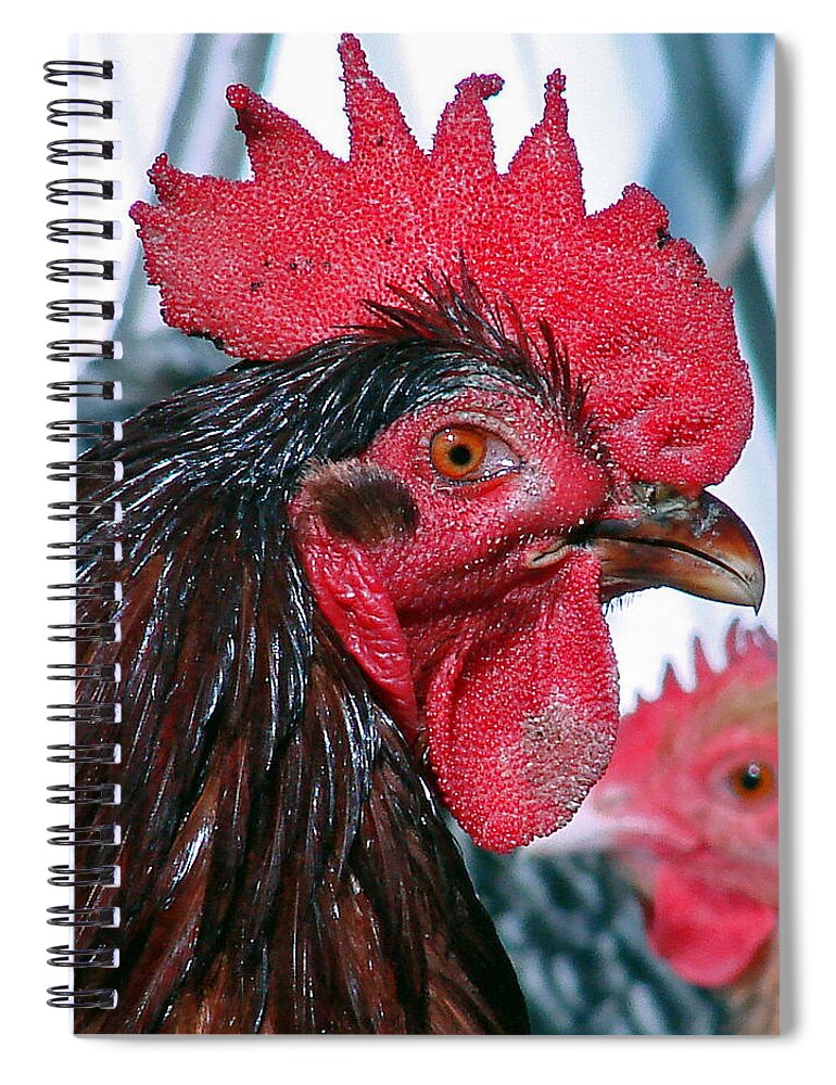 Roosters Spiral Notebook featuring the photograph Mick by Mary Halpin