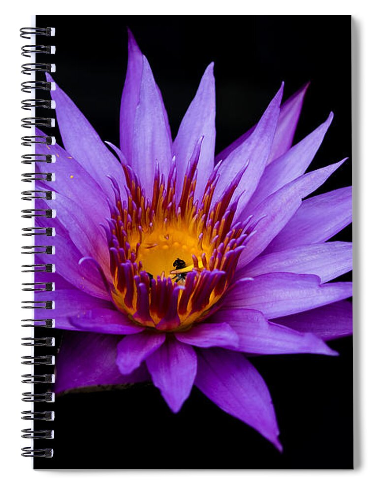 Water Lily Spiral Notebook featuring the photograph Midnight Water Lily by Mindy Musick King