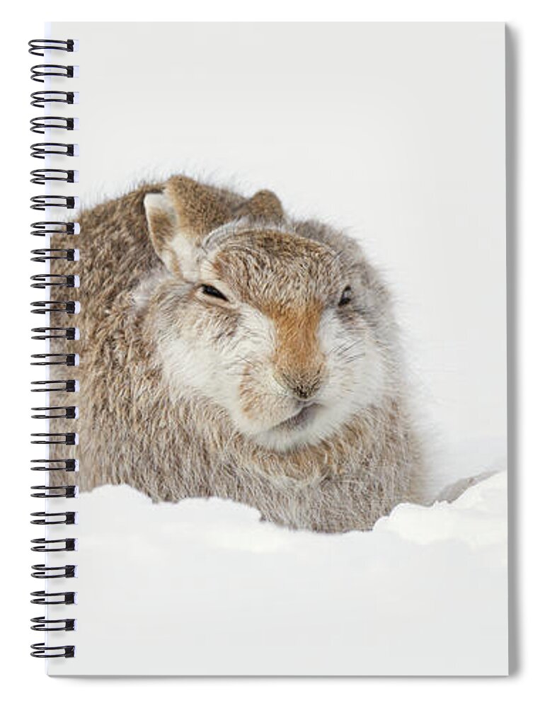 Mountain Spiral Notebook featuring the photograph MIffed Mountain Hare by Pete Walkden