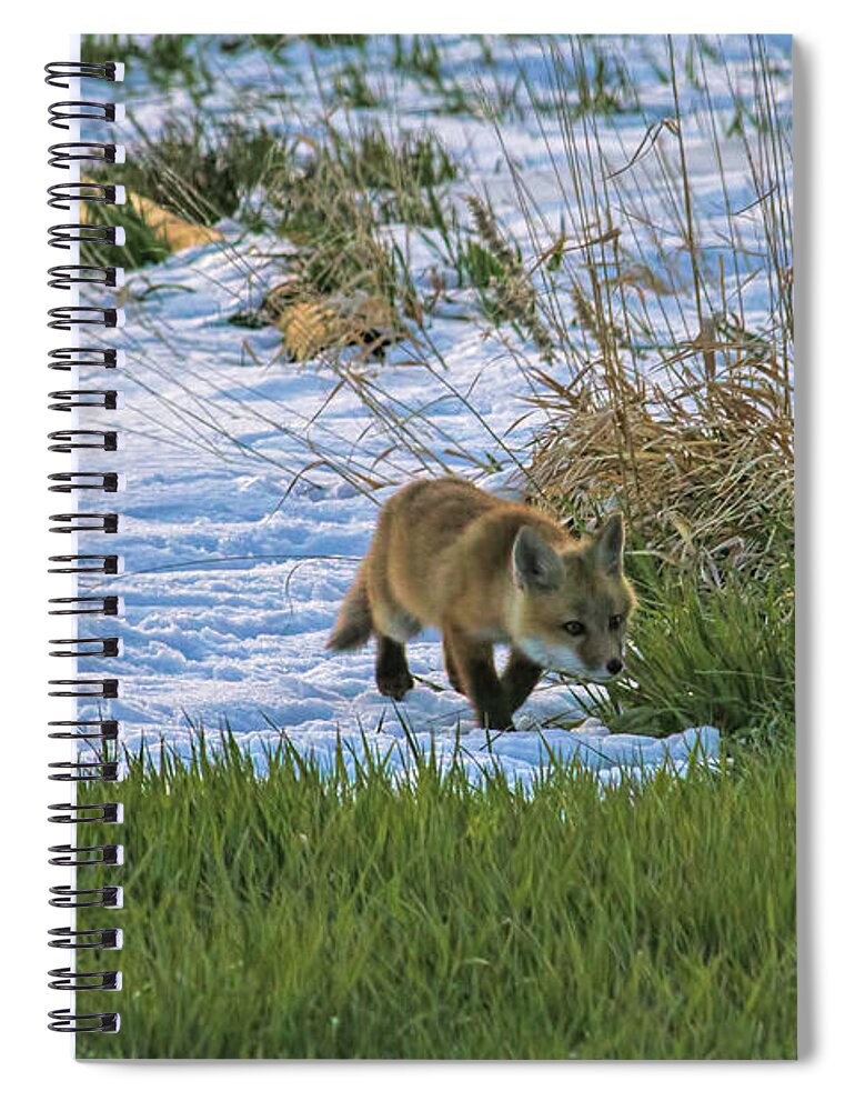 Fox Spiral Notebook featuring the photograph Mighty Hunter by Alana Thrower