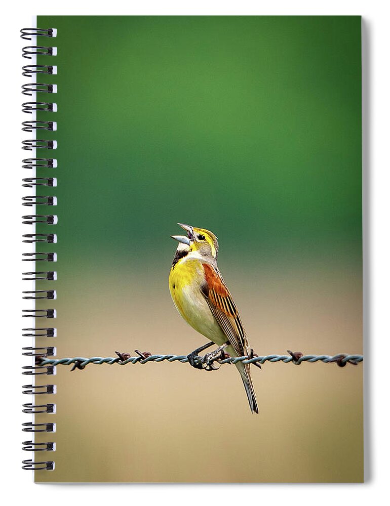 Dickcissel (spiza Americana) Spiral Notebook featuring the photograph Mighty Mite by Jeff Phillippi