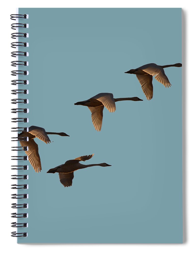 Swans Spiral Notebook featuring the photograph Migrating Swans by Whispering Peaks Photography