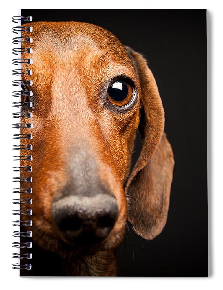 Mike Spiral Notebook featuring the photograph Mike the Dachshund by SR Green