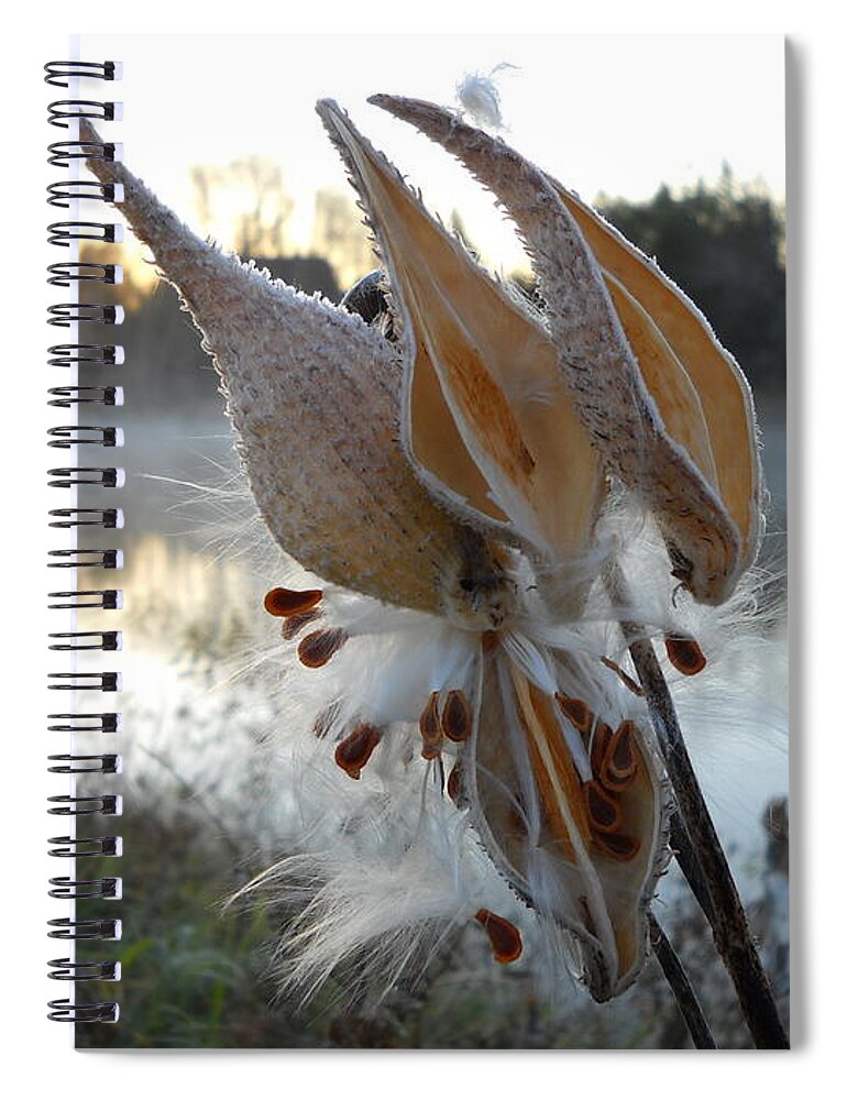 Milkweed Spiral Notebook featuring the photograph Milkweed Pods Seeds by Kent Lorentzen