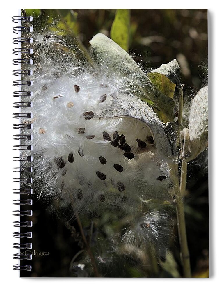 Milkweed Spiral Notebook featuring the photograph Milkweed Seeds Emerging by Kae Cheatham