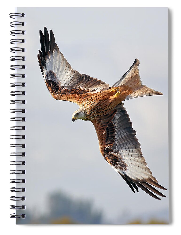 Accipitridae Spiral Notebook featuring the photograph Milvus milvus diving by Grant Glendinning