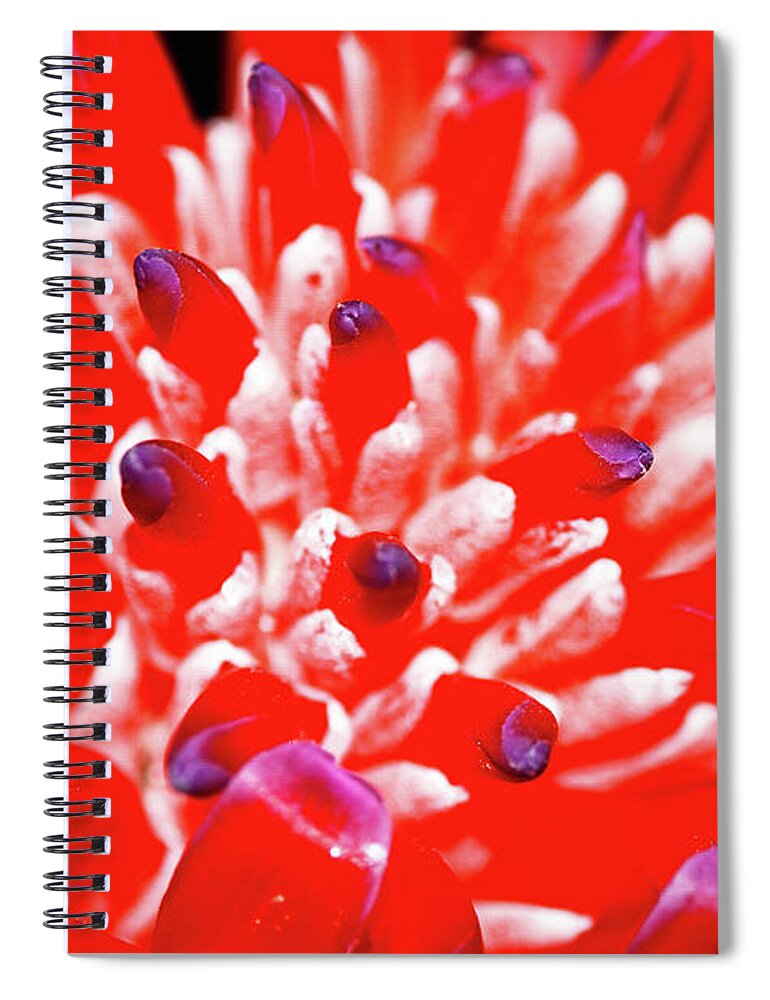 Flaming Torch Bromeliad Spiral Notebook featuring the photograph Flaming Torch Bromeliad by Kaye Menner by Kaye Menner