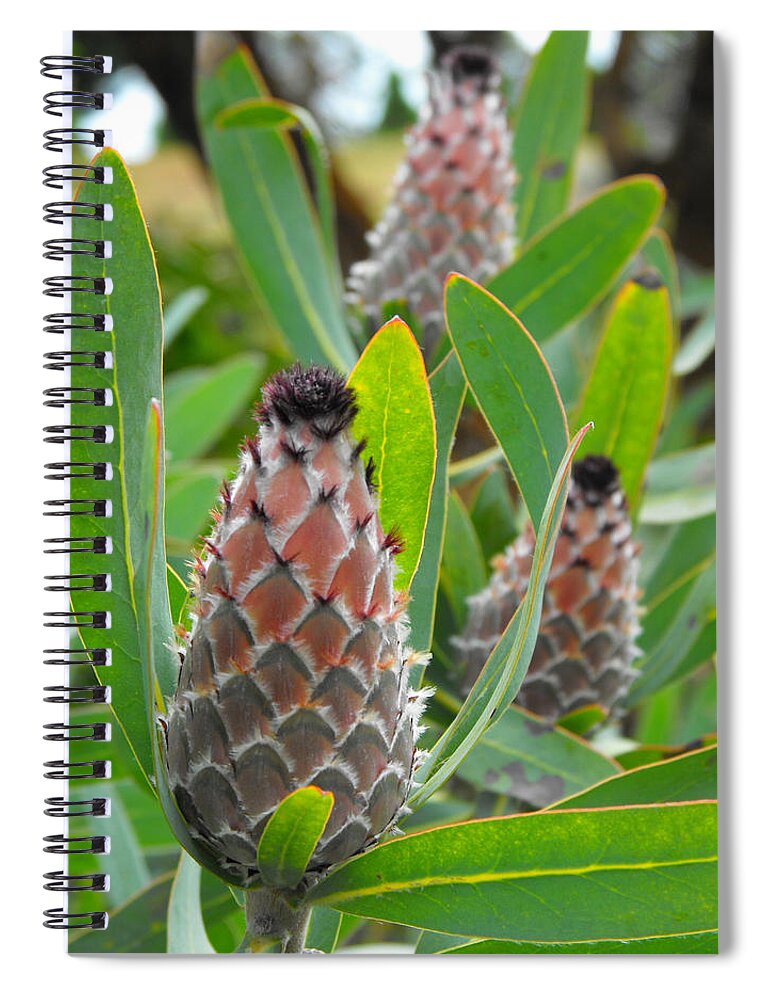 Mink Protea Spiral Notebook featuring the photograph Mink Protea Flower by Rebecca Margraf